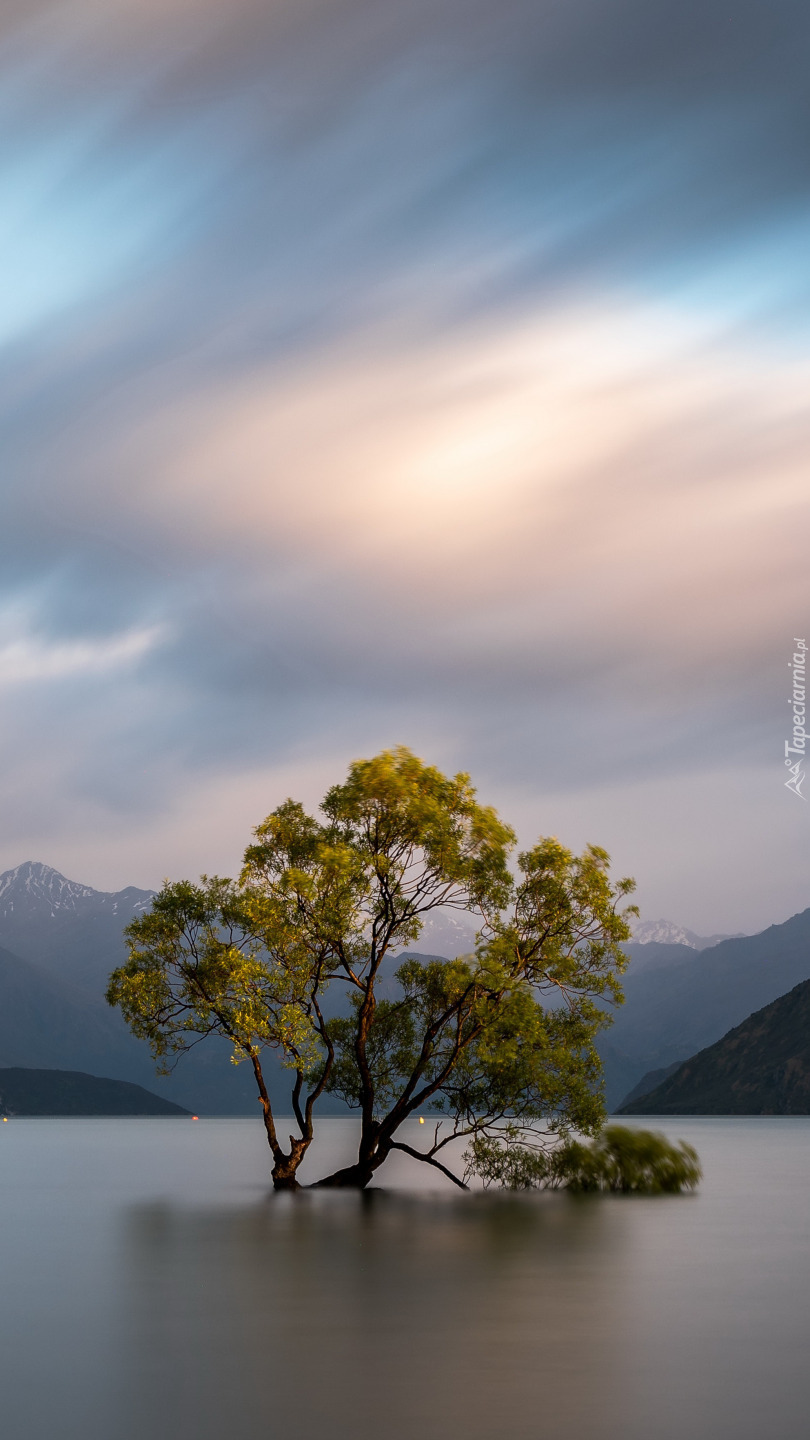 Drzewo w jeziorze Wanaka