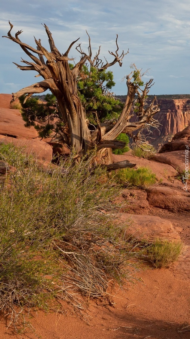 Drzewo w Parku Narodowym Canyonlands