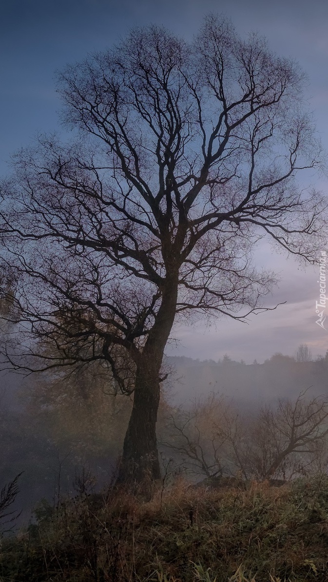 Drzewo w porannej mgle