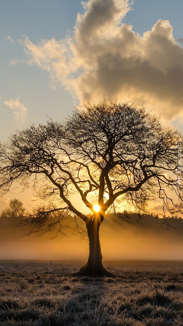 Drzewo w promieniach słońca