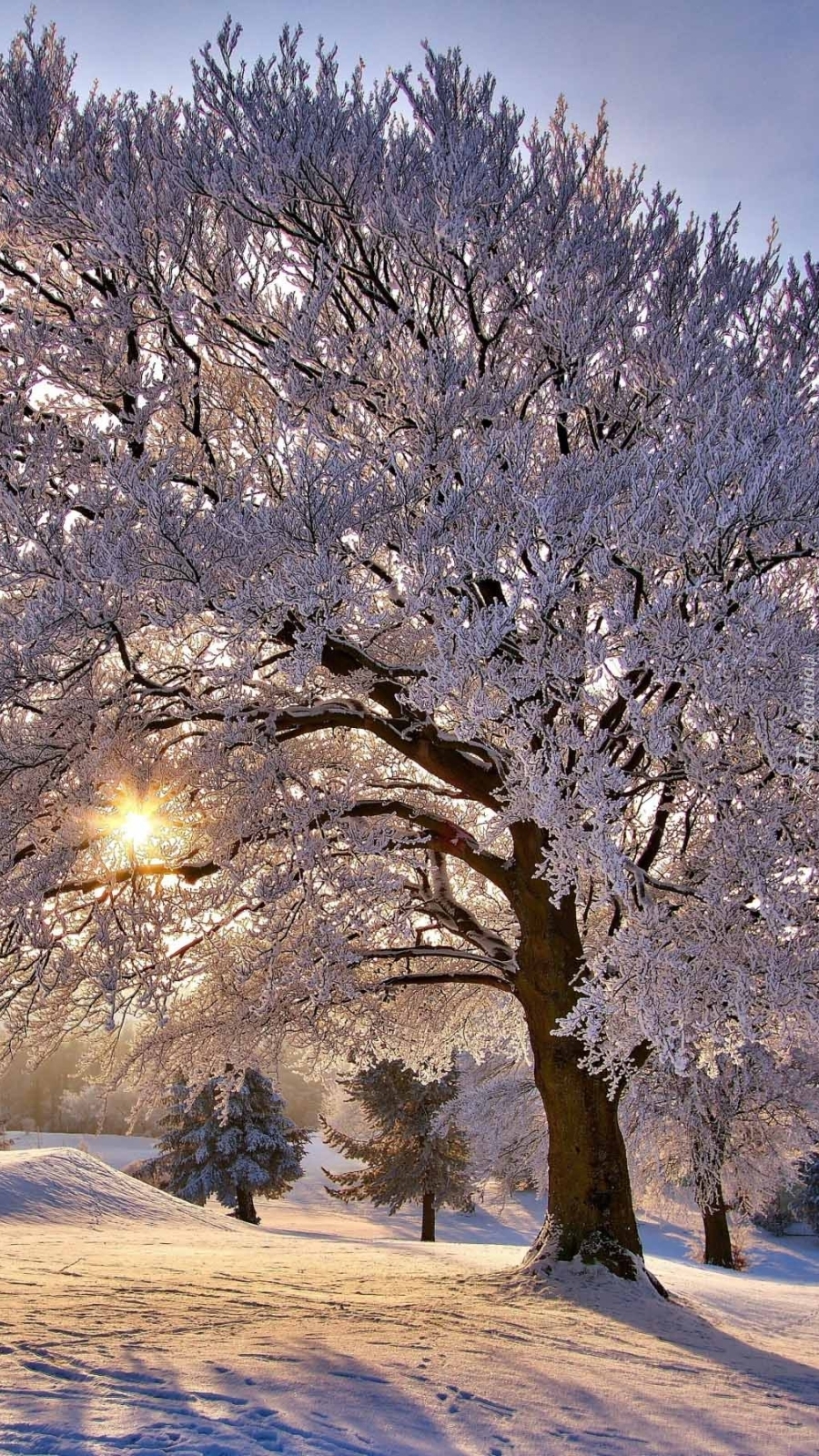 Drzewo w promieniach słońca zimą