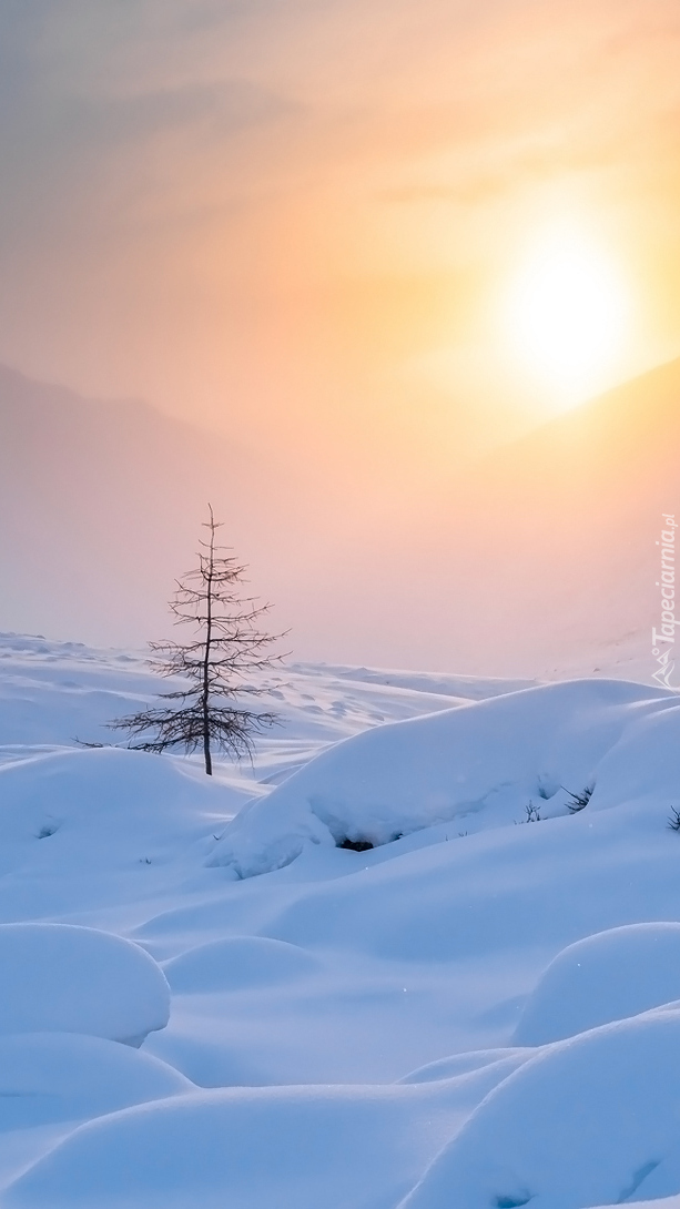 Drzewo w śniegu i przymglone słońce