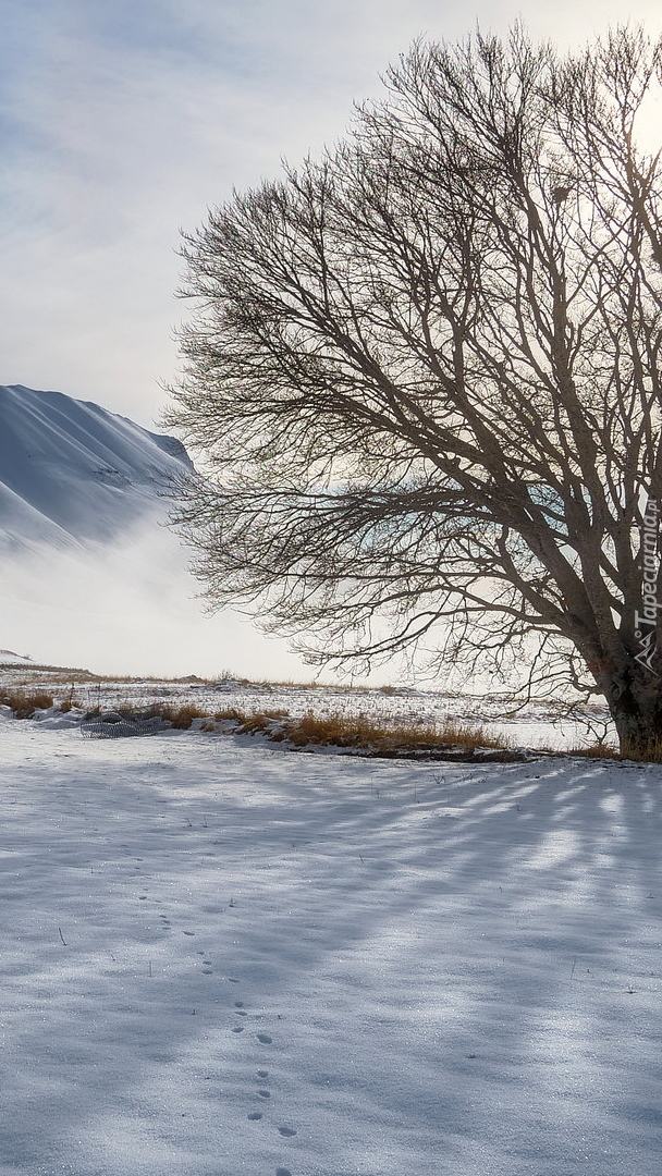 Drzewo w śniegu na tle mgły