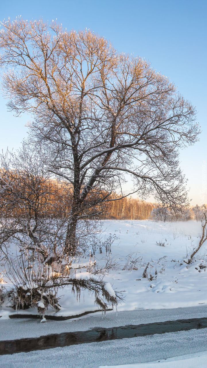 Drzewo w śniegu nad rzeką