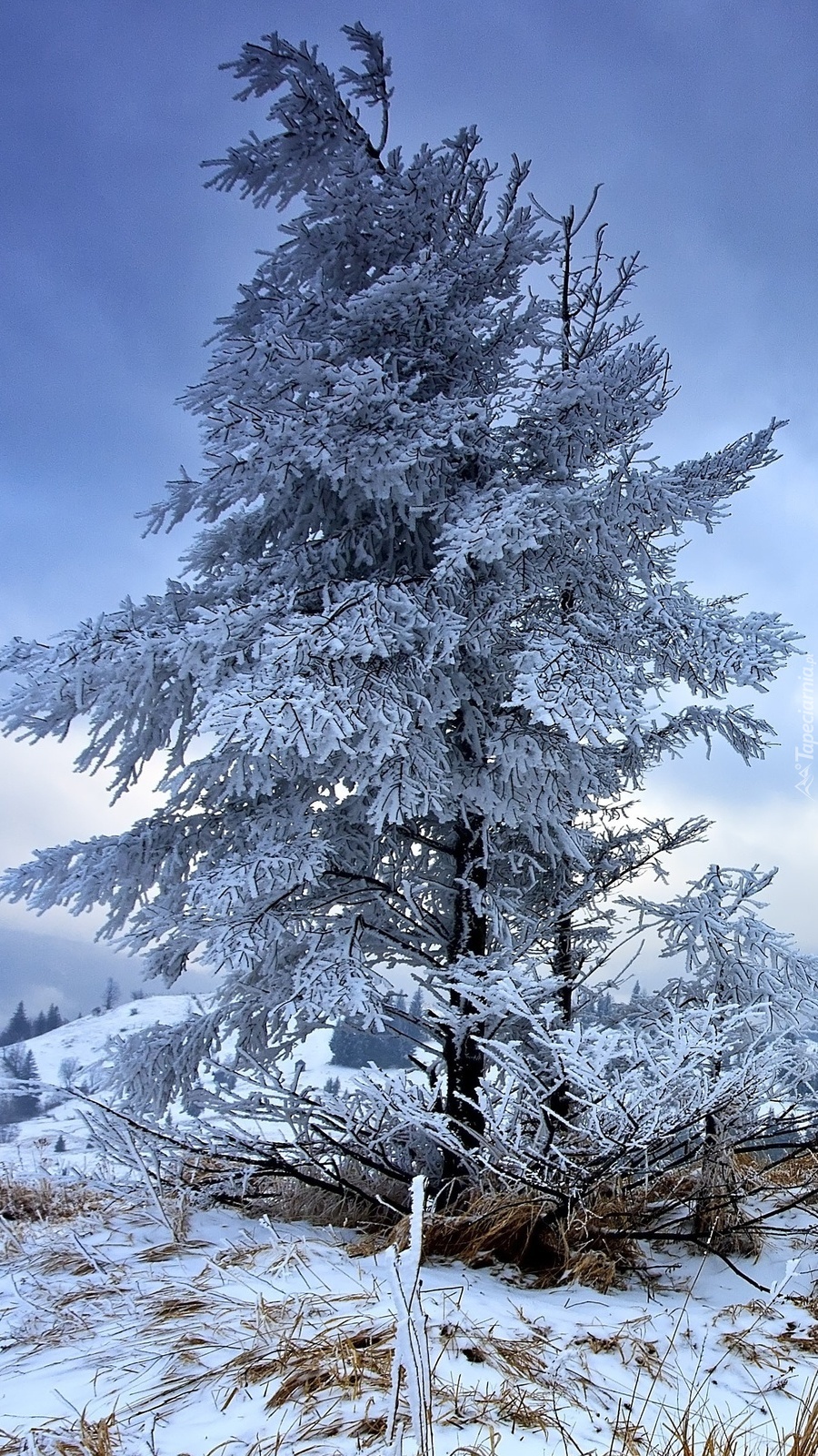 Drzewo w śniegu