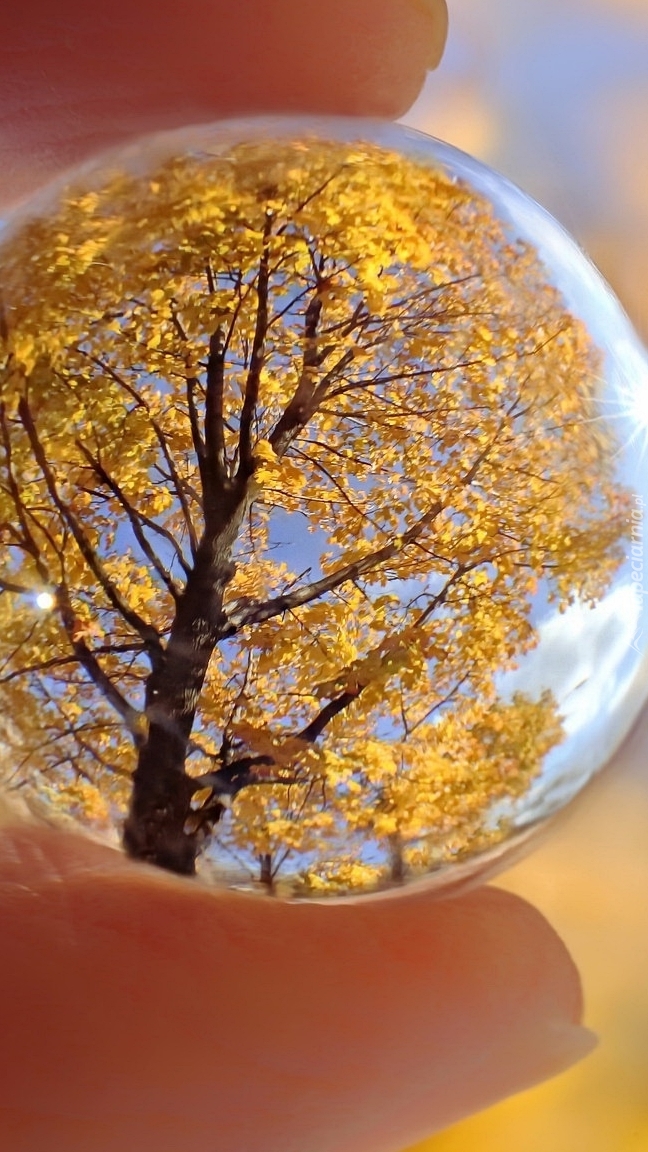 Drzewo w szklanej kuli