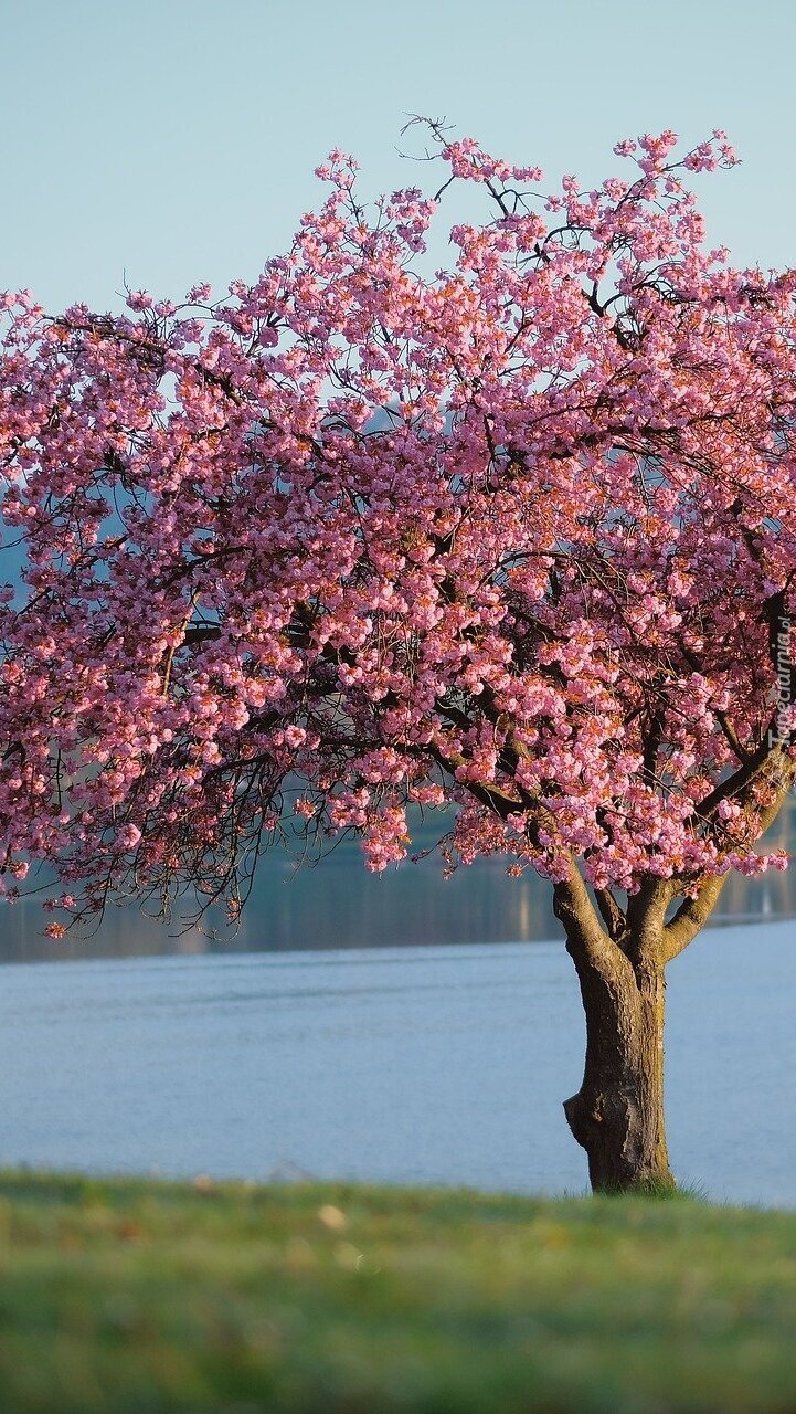 Drzewo z różowymi kwiatami nad jeziorem