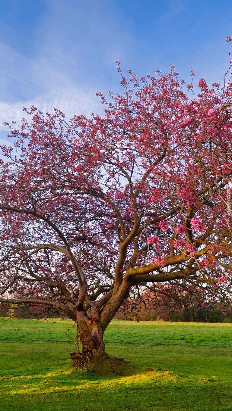 Drzewo z różowymi kwiatami wiosną