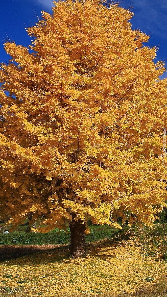Drzewo z żółtymi listkami