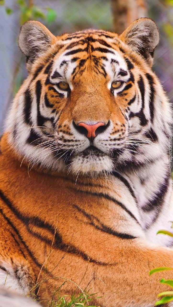 Dumny i silny tygrys