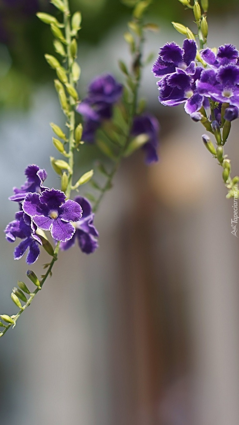 Duranta erecta