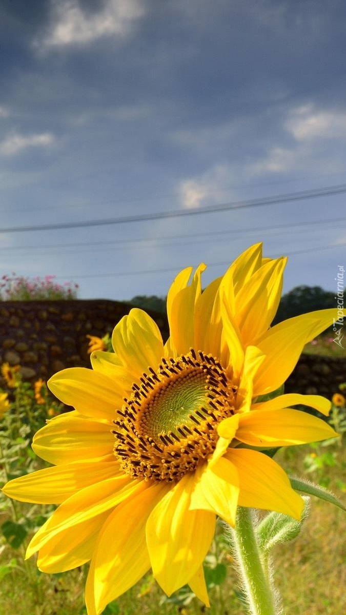 Duży kwiat słonecznika