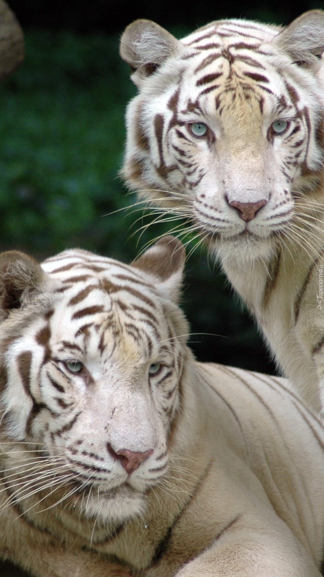 Dwa białe tygrysy