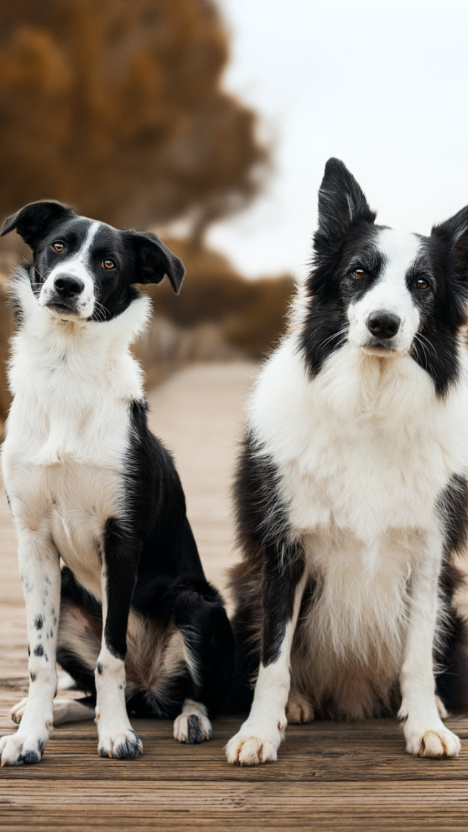 Dwa biało-czarne border collie na moście