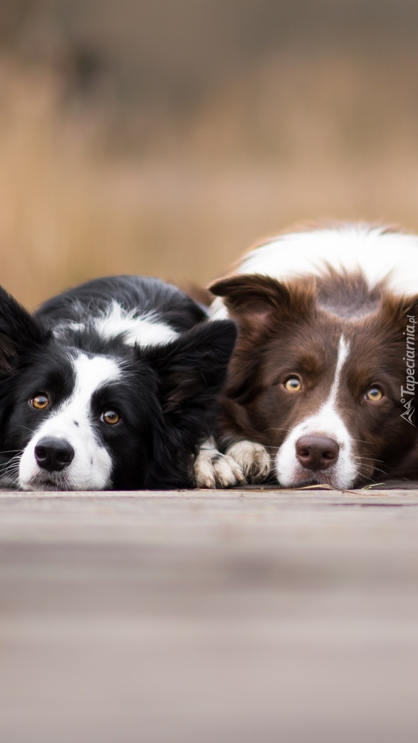 Dwa  border collie