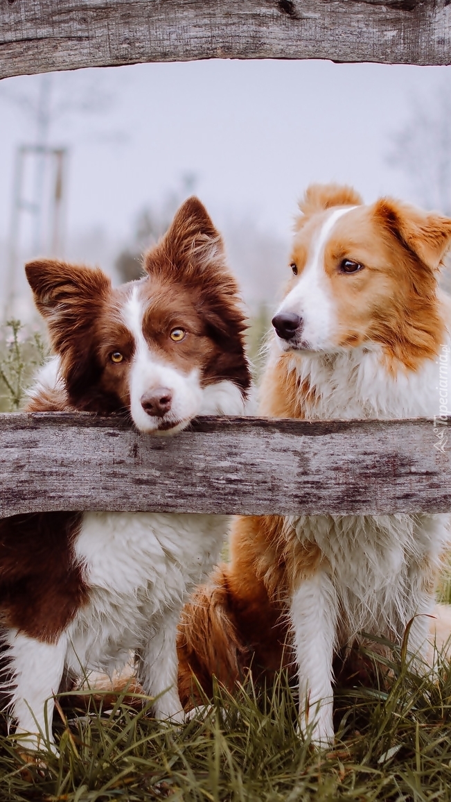 Dwa border collie  na ogrodzonej łące