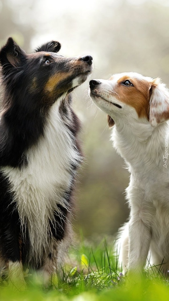 Dwa border collie na trawie