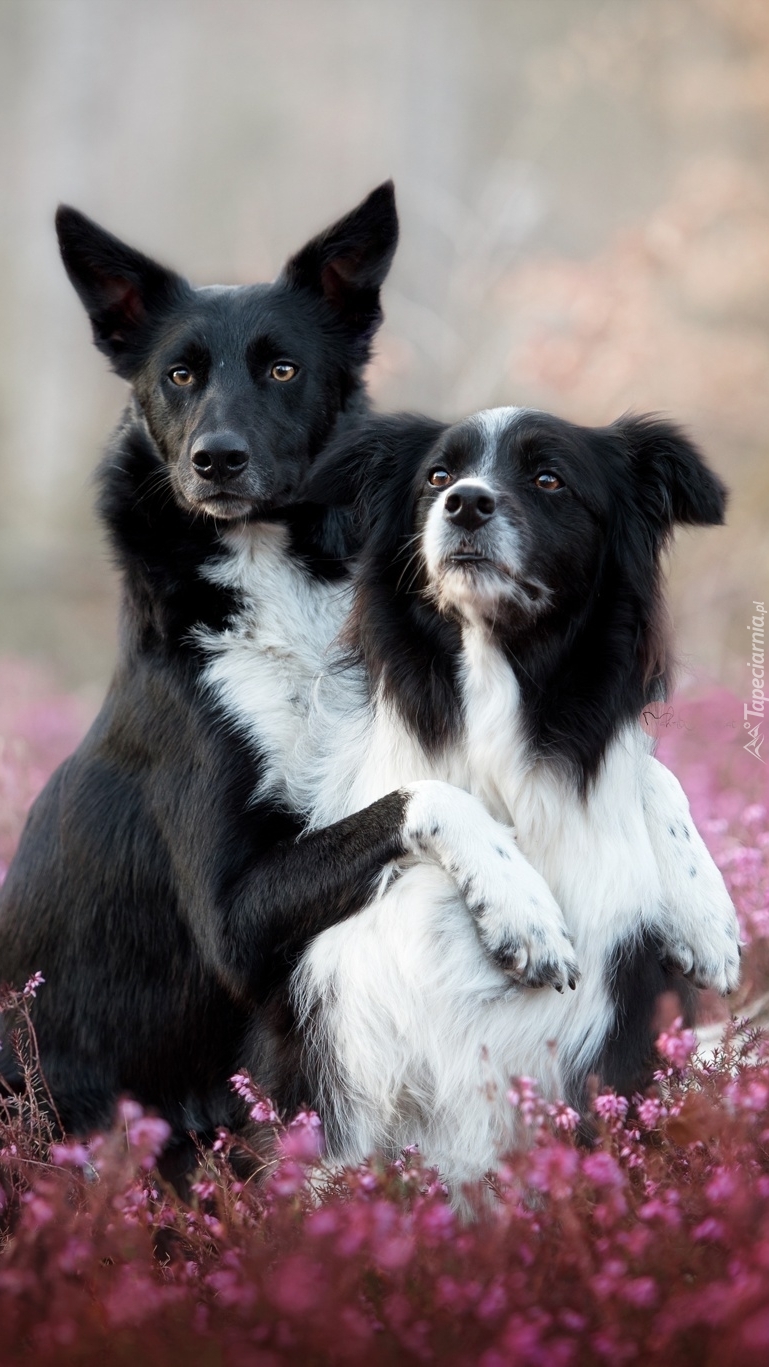 Dwa border collie we wrzosach