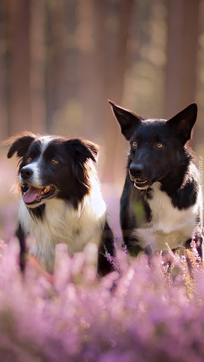 Dwa border collie we wrzosie