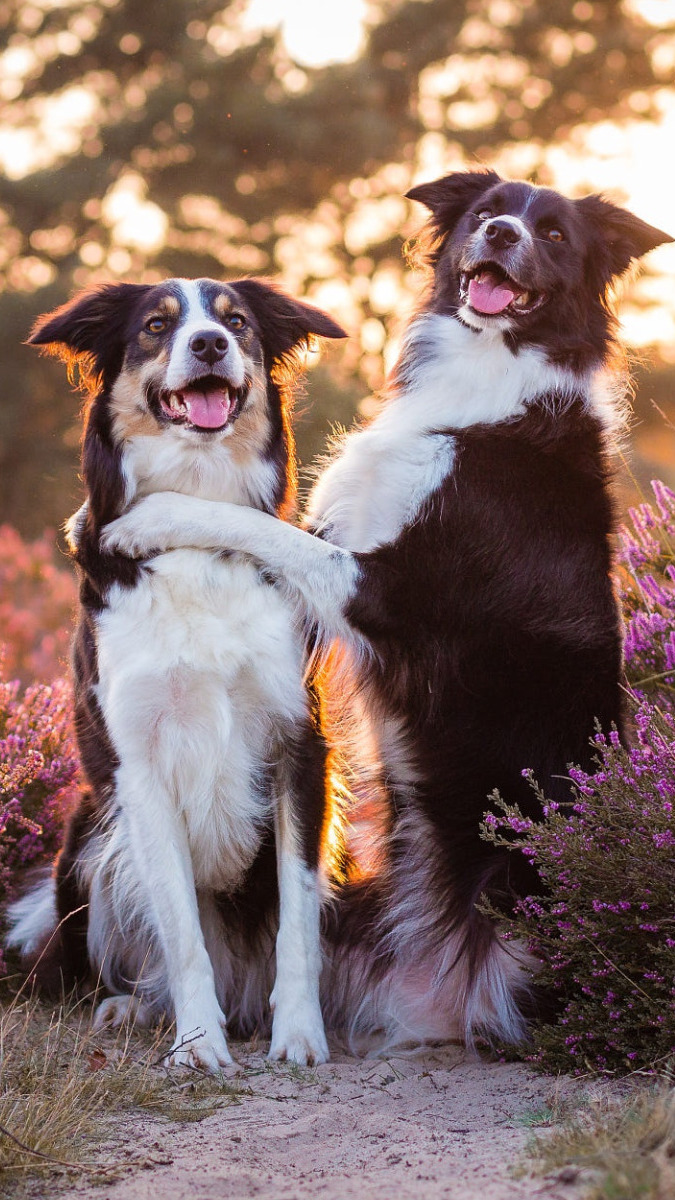 Dwa border collie wśród wrzosów