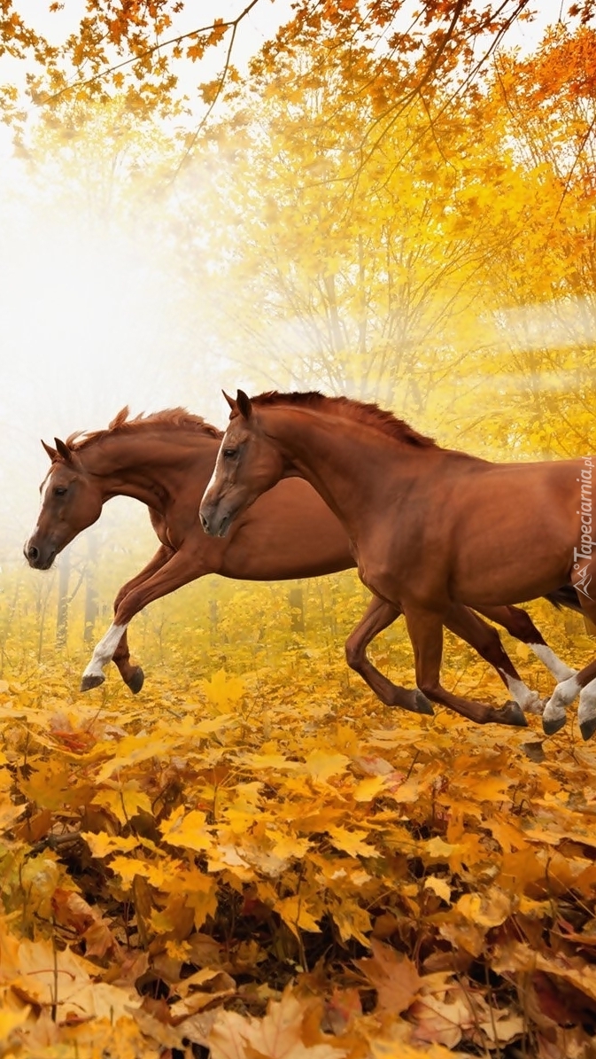 Dwa brązowe konie