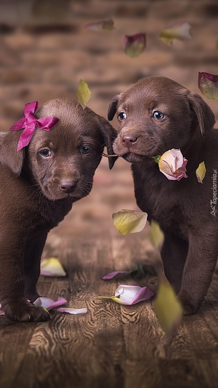 Dwa brązowe szczeniaki labradora retriever