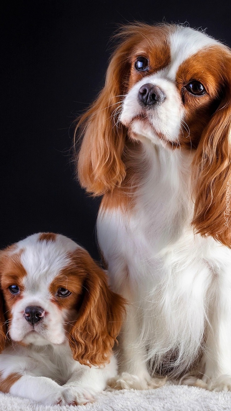 Dwa Cavalier King Charles spaniele