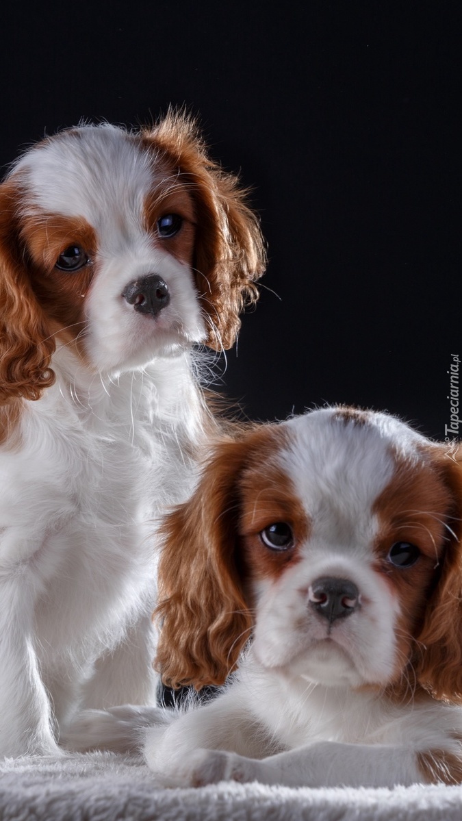 Dwa Cavaliery King Charles spaniele