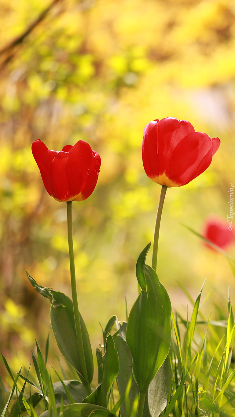 Dwa czerwone tulipany
