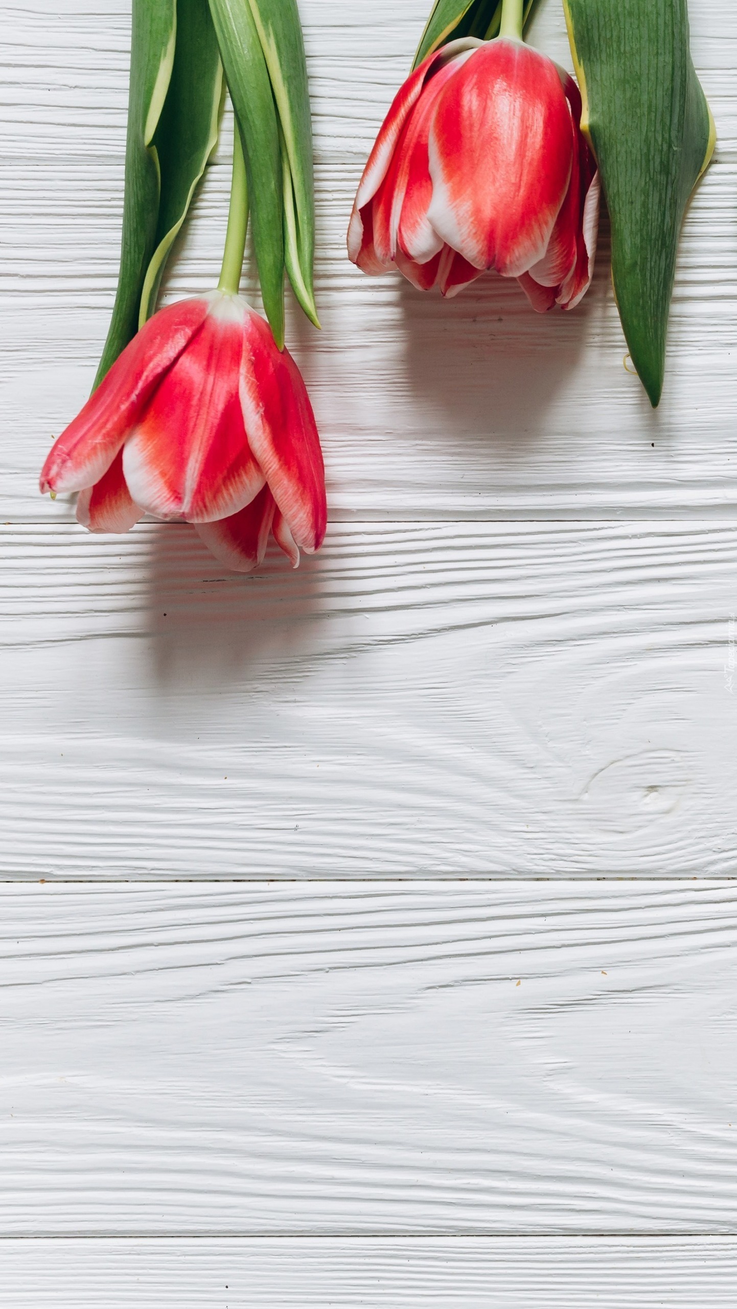 Dwa czerwono-białe tulipany