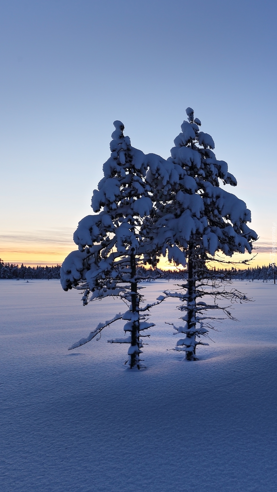 Dwa drzewa na zaśnieżonym polu