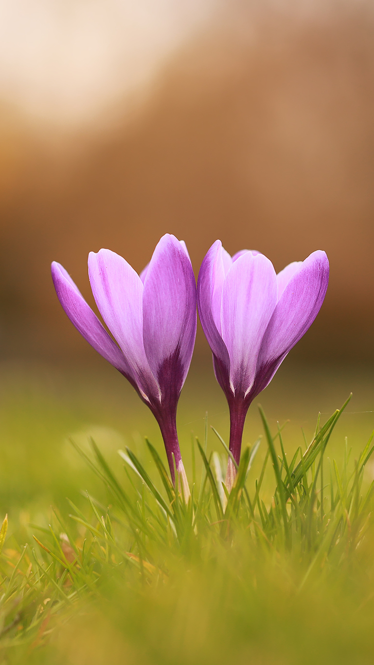 Dwa fioletowe krokusy w trawie