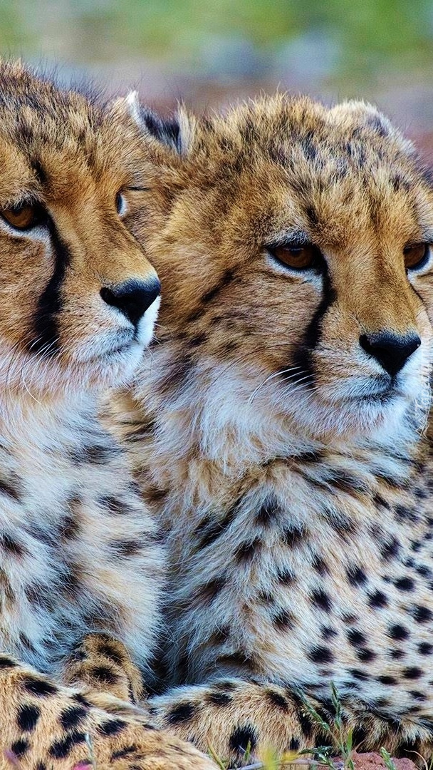 Dwa gepardy
