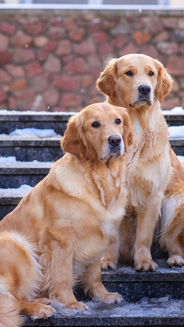 Dwa golden retrievery na ośnieżonych schodach