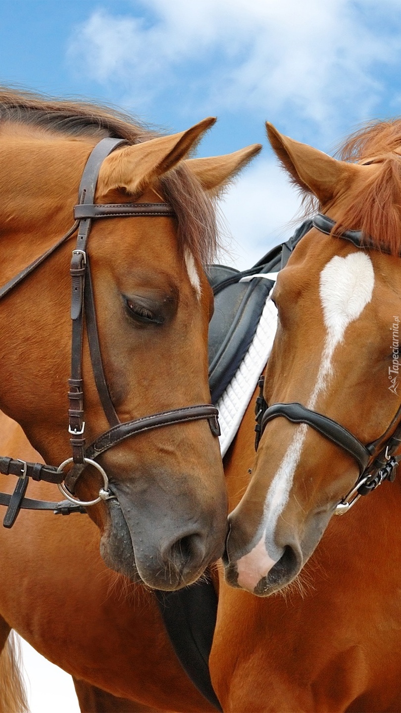 Dwa konie blisko siebie
