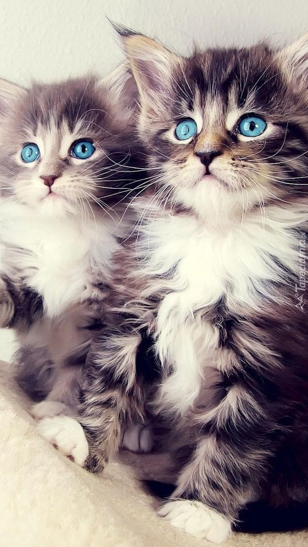 Dwa koteczki do tulenia