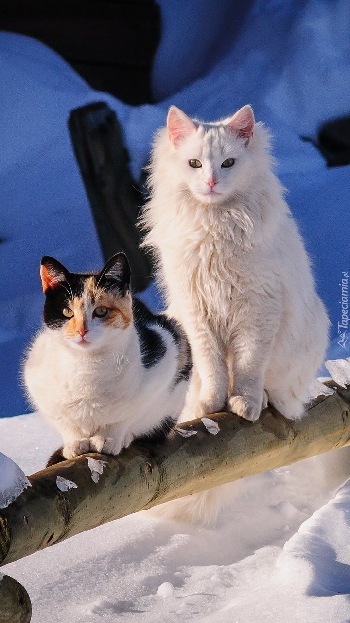 Dwa kotki zimą