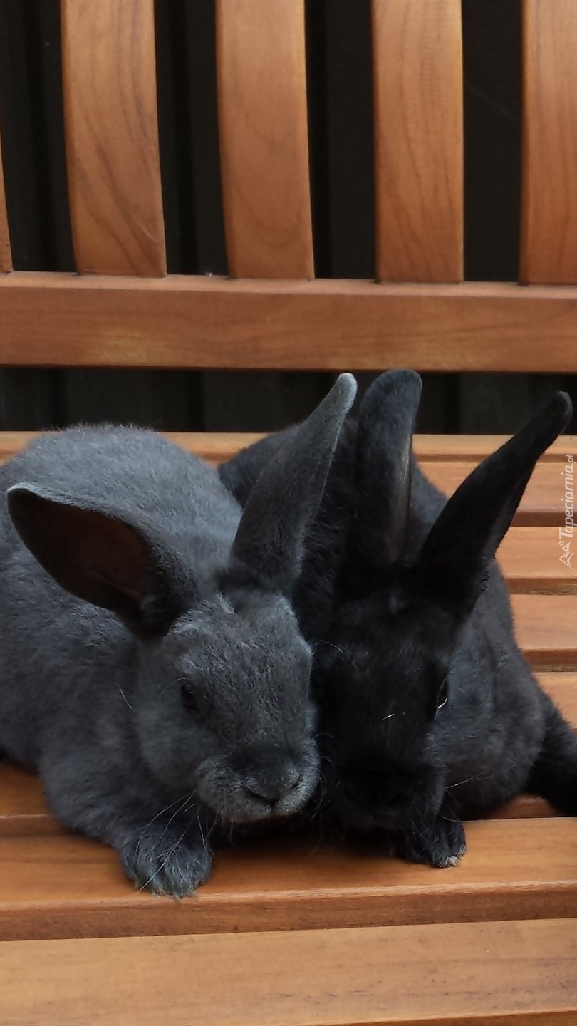 Dwa króliczki na ławce