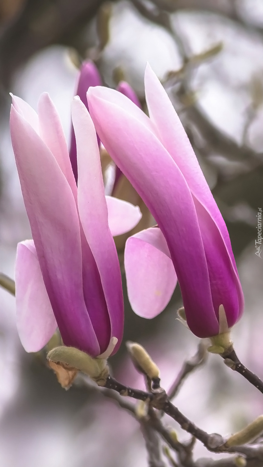 Dwa kwiaty magnolii