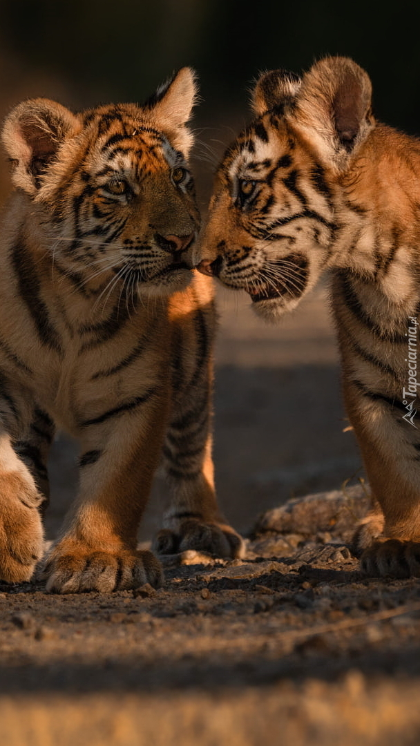 Dwa młode tygryski