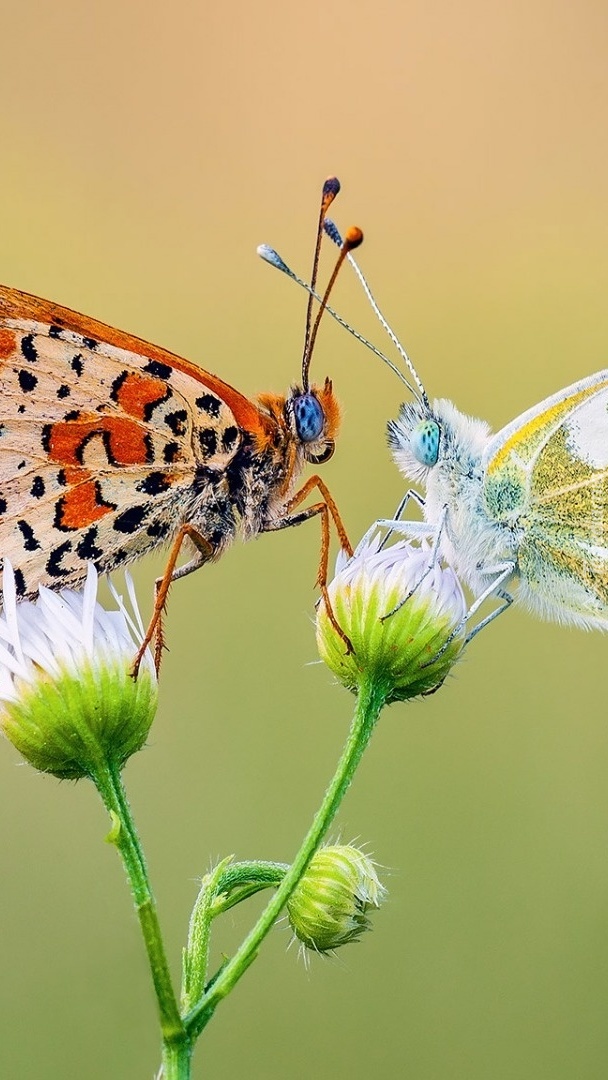 Dwa motyle na kwiatkach