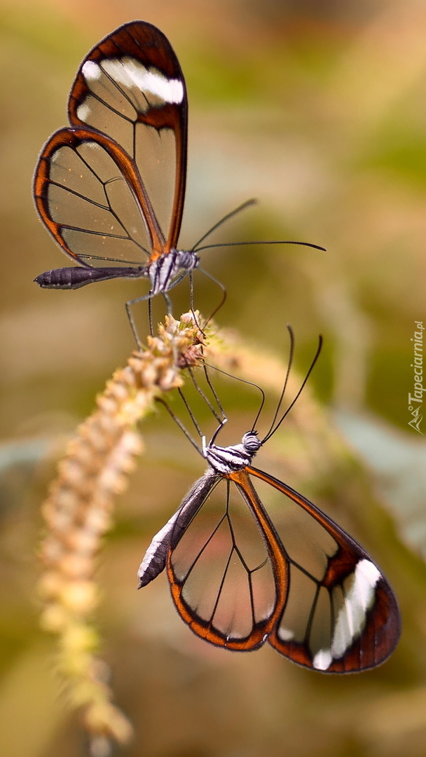 Dwa motyle szklanoskrzydłe