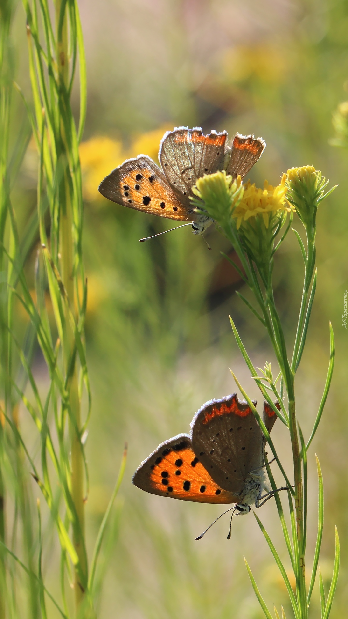 Dwa motylki czerwończyki na roślinie