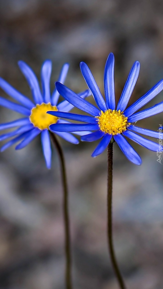 Dwa niebieskie kwiaty