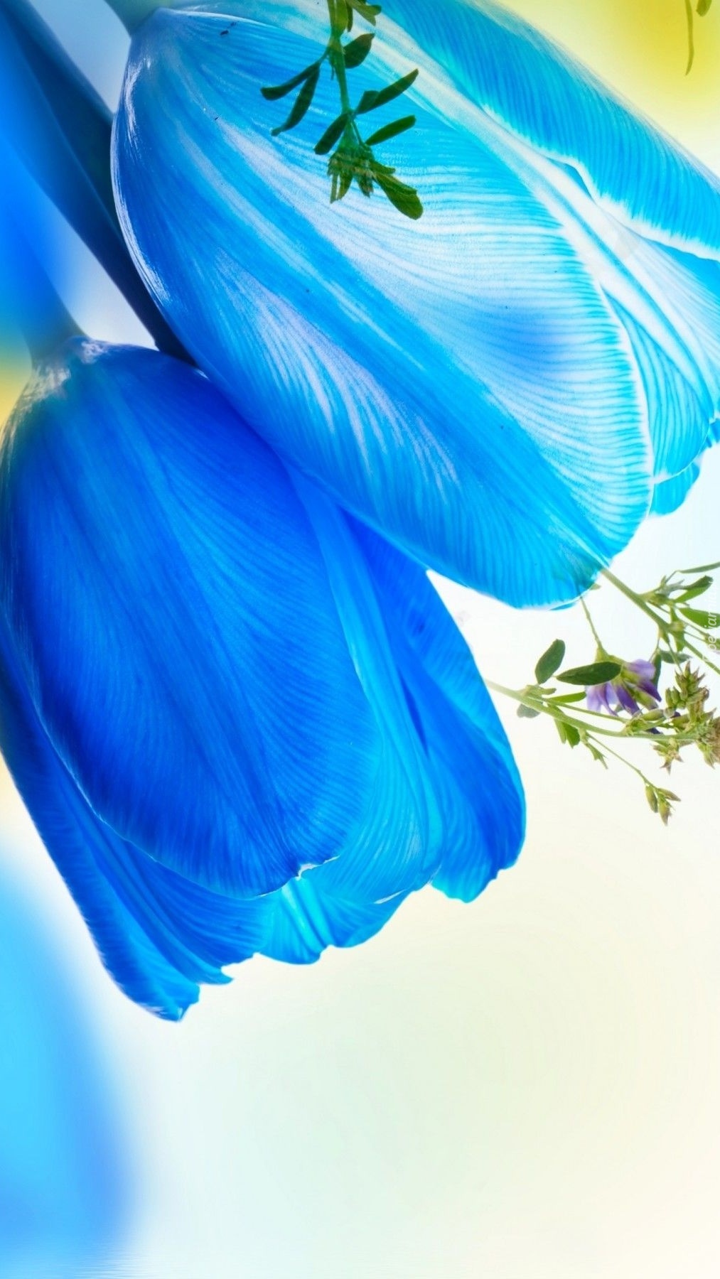 Dwa niebieskie tulipany