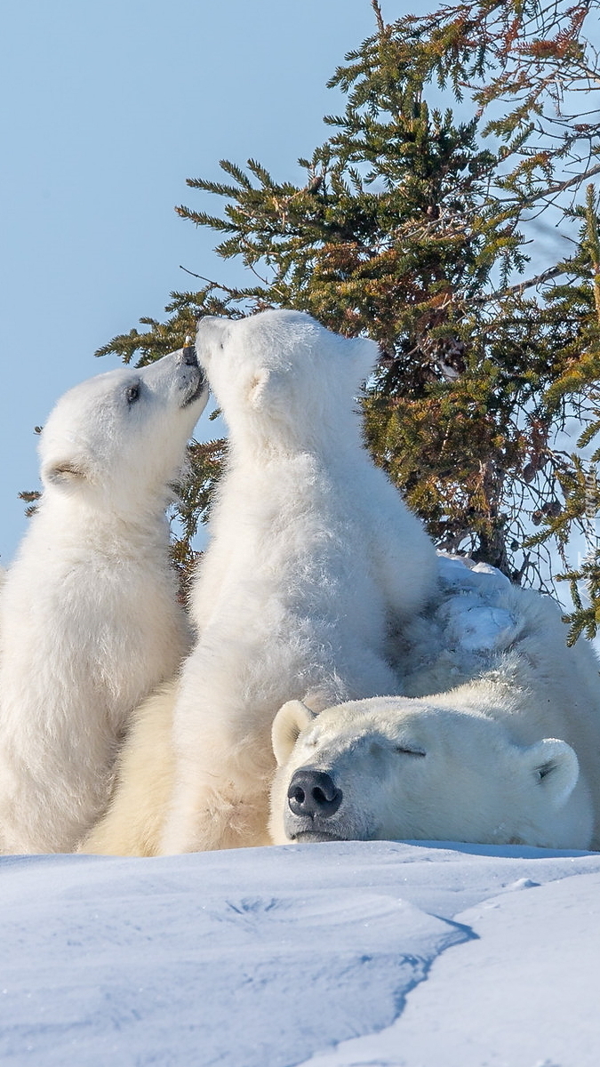Dwa niedźwiadki polarne z matką