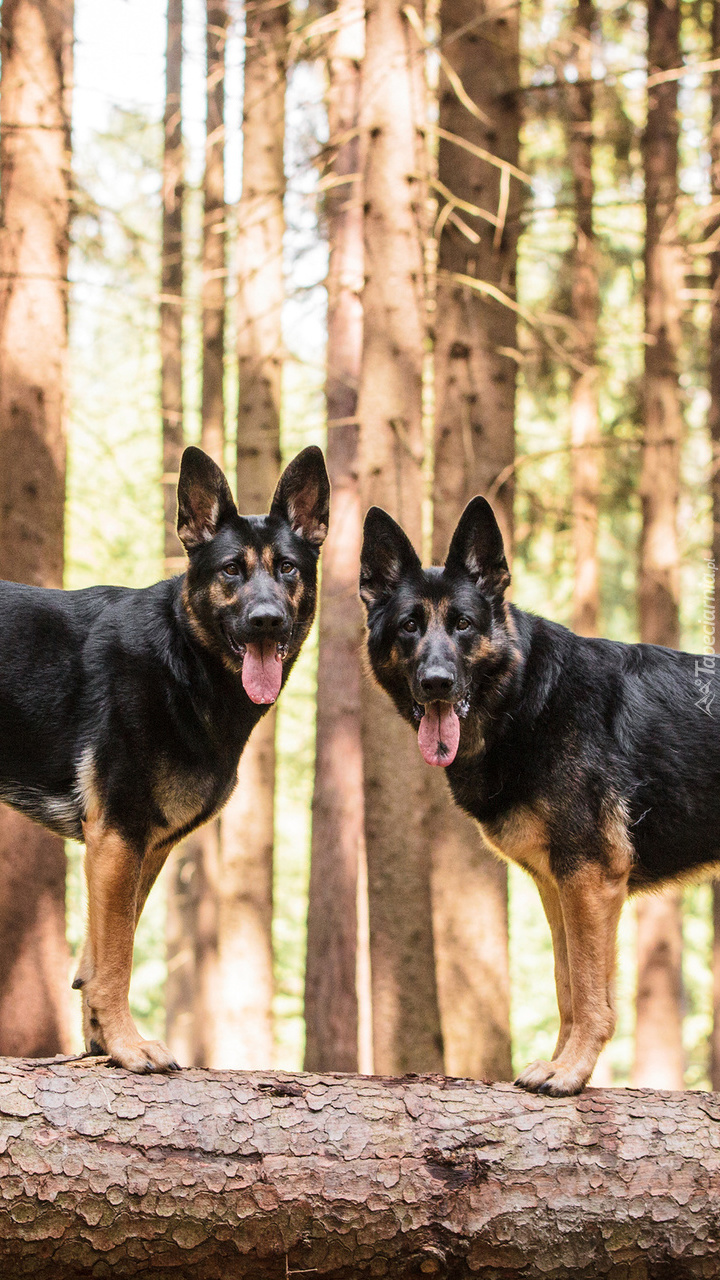 Dwa owczarki niemieckie w lesie