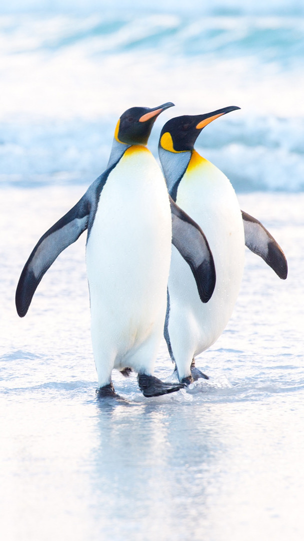 Dwa pingwiny cesarskie na brzegu morza