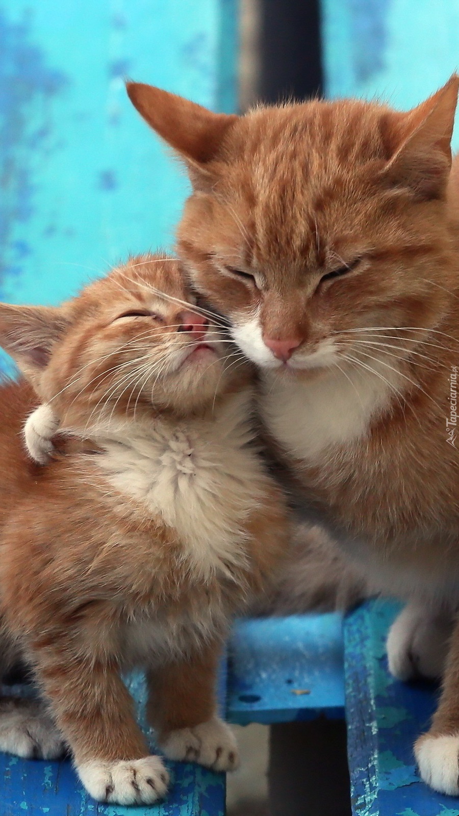 Dwa przytulane kotki na ławce