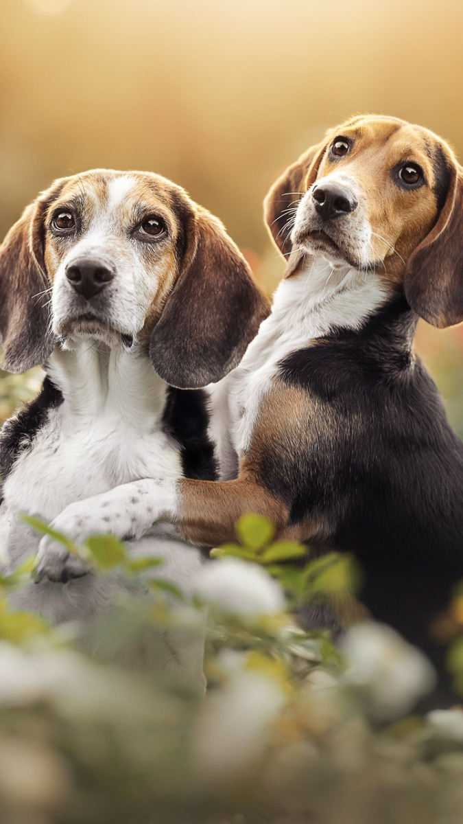 Dwa psy beagle wśród kwiatów